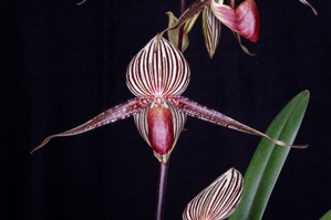 Paphiopedilum rothschildianum Ralph T. Wallace AM 80 pts.